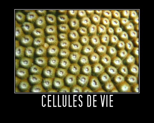 Cellules de vie