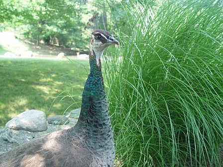 One peacock peeking