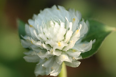 Gomphrena globosa-white