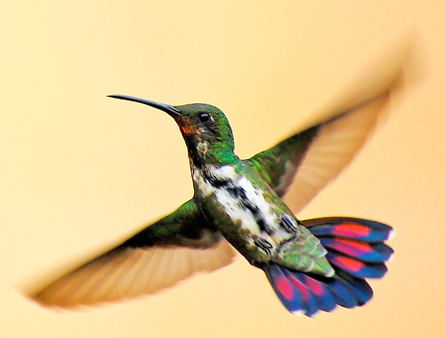 フリー写真素材|動物|鳥類|ハチドリ科|ムナグロマンゴ|