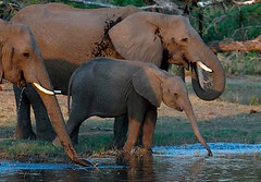 Elephants Drinking, Savuti in Chobe National Park, Botswana