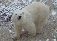 Polar Bear Near Churchill, Manitoba, Canada