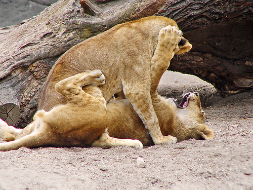 lion cubs pics. Wrestling lion cubs