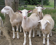 Young ewe lambs