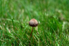 another mushroom