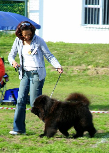 ROUGH BLACK CHOW AT THE SHOW