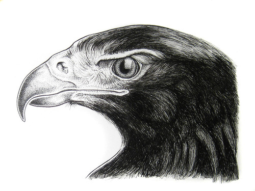 golden eagle head. Golden Eagle ink drawing