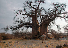 JK & Baobab, Kubu Island