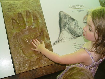 Peanut's hand compared to that of a western lowland gorilla