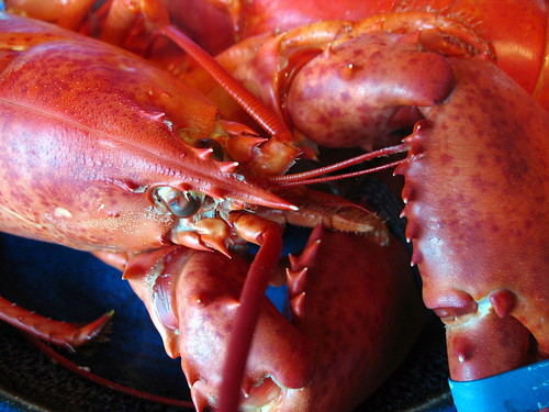 steamed Maine lobsters