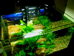 Fish Tank 1