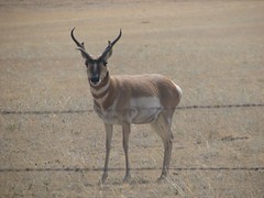 Not sure but I think this is the bravest pronghorn ever