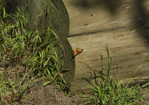 Buuterfly on log