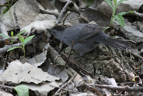 Grey Catbird Searching Leaves