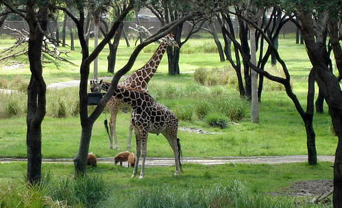 Giraffes at Walt Disney World's Animal Kingdom Resort