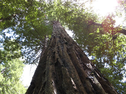 Majestic ancient redwood