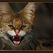 The Serval's snarl..
