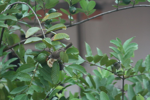 Bulbul eating guava (4)