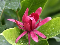 Calycanthus occidentalis, another CA native