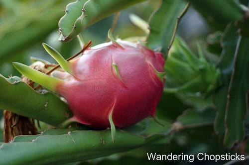 How to Eat Dragon Fruit 2