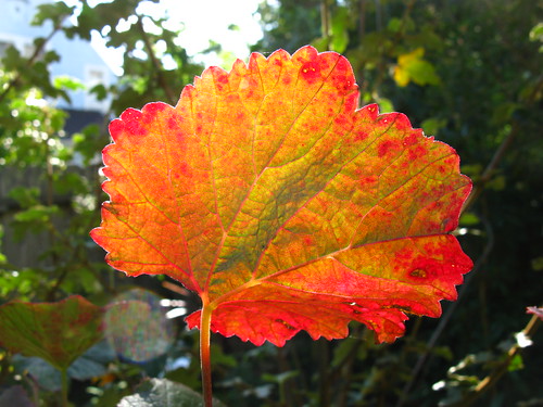 This is my one leaf of fall color in the garden.