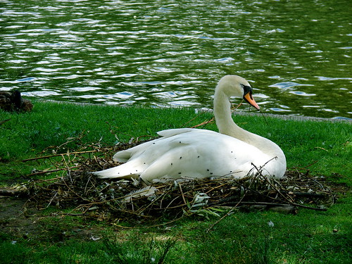 Boston Public Gardens Swan
