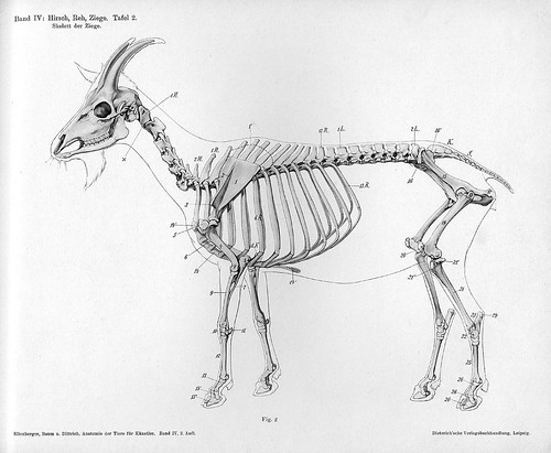 goat - lateral skeleton view