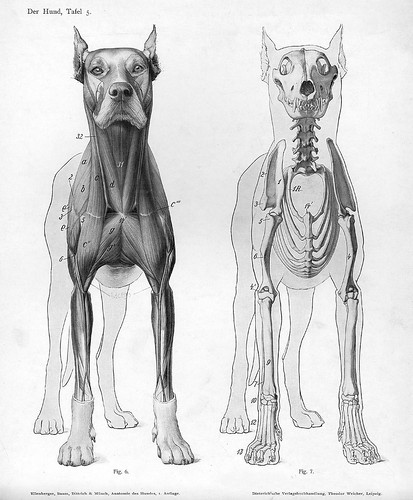 dog - 2 anterior views (anatomy)