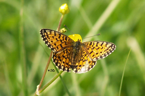 Argynnis sp. (Lepidoptera)