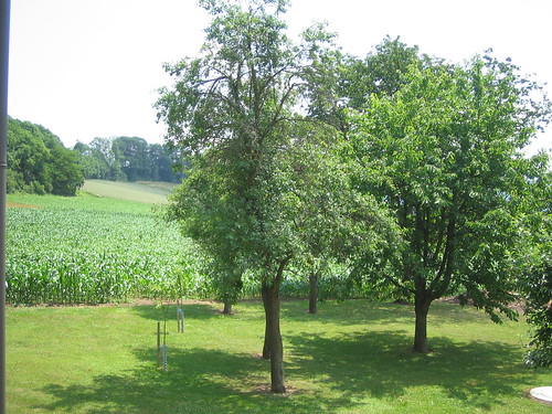 fruit trees and maize field