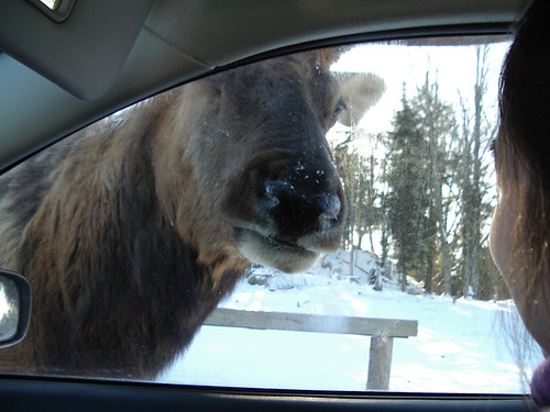 a close encounter of the elk kind