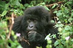 my favourite Mountain Gorilla - klik om naar de berggorilla foto's in DR Congo Virunga NP te gaan