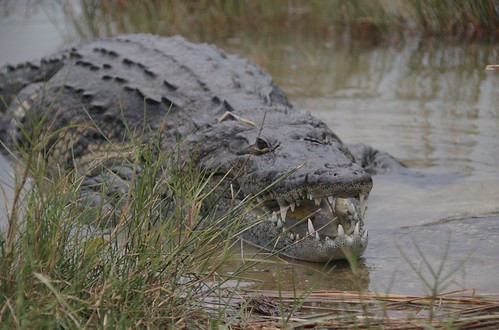 coba_crocodile