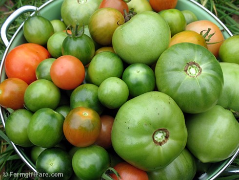 Green Tomato Harvest 10-17-09