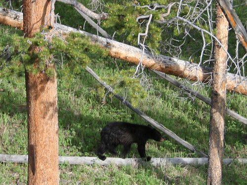 yellowstone - black bear