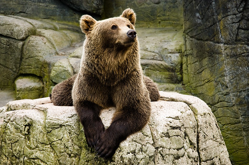  フリー画像| 動物写真| 哺乳類| 熊/クマ|        フリー素材| 