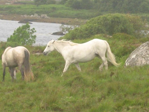 Connemara Ponies