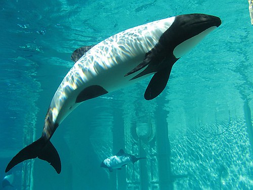 Pictures of Commerson's dolphin 4