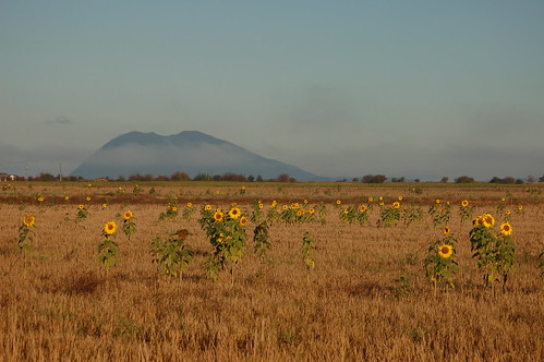 Sunflowers with Lummi Peak