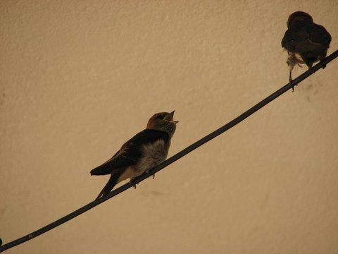 mother and baby swallow