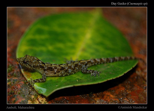 Day-Gecko