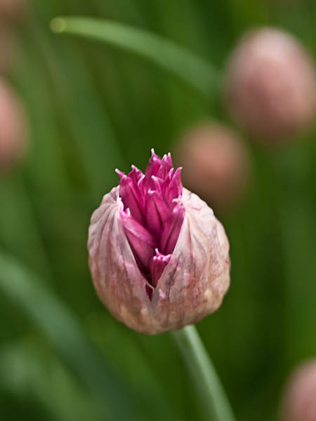 Chives, Emerging
