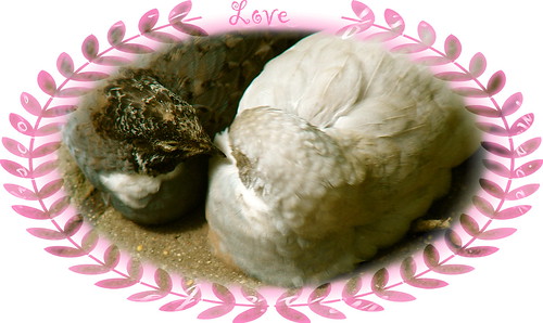Love Doves For Kiki