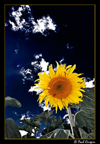 The Crazed Sunflower by Ducatirider.