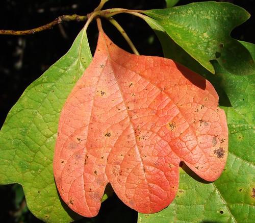 A leaf from a Sassafras tree.