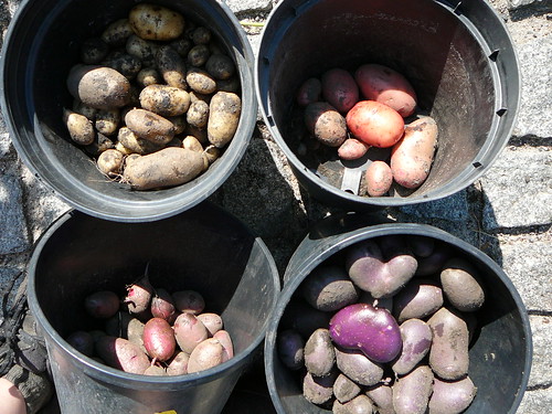 Kartoffelernte 2007