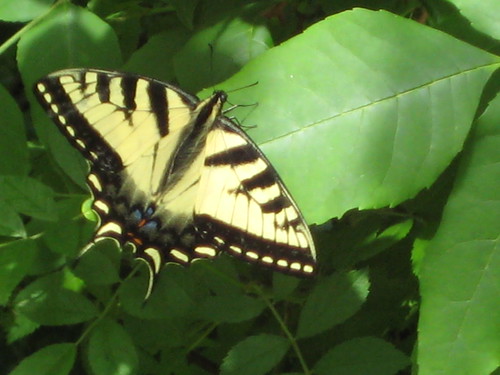 butterfly in oswego
