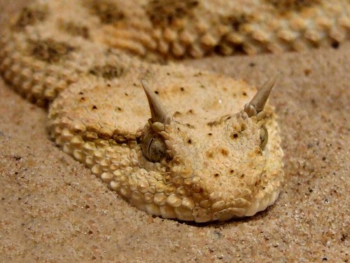 horned viper re-creation