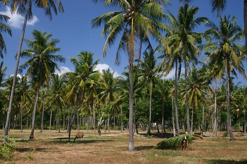 Palm trees on Lombok