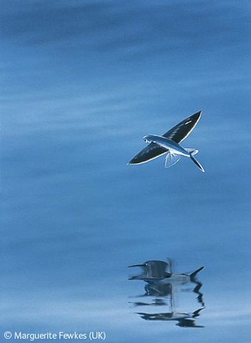 海洋滑翔者(Ocean glider)；圖片來源：瑪格莉特-菲克斯